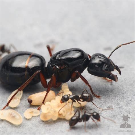 無極黑蟻|大黑蟻 (Camponotus japonicus)